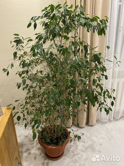 Фикус бенджамина