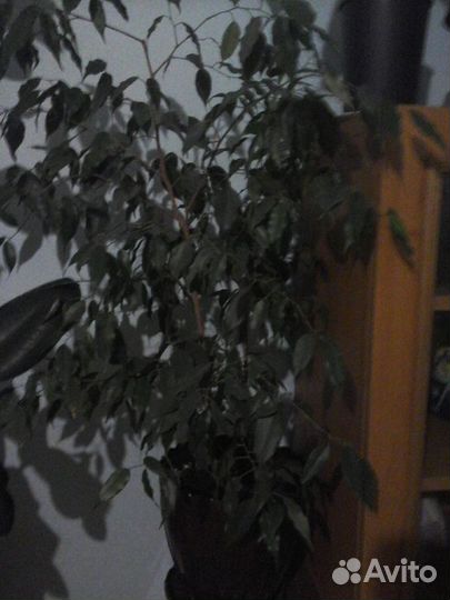 Комнатные растения