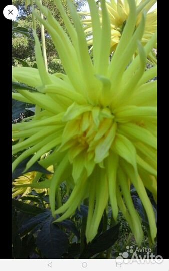 Георгины заказы принимаю на корни