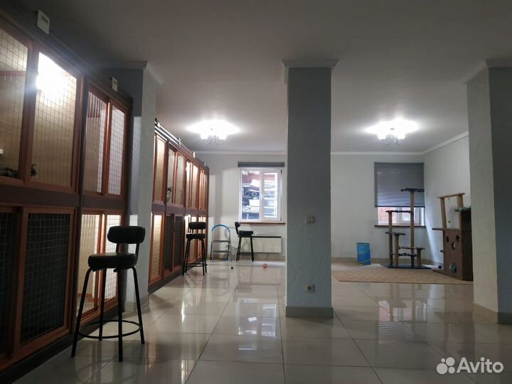 Передержка, зоогостиница для кошек и котов