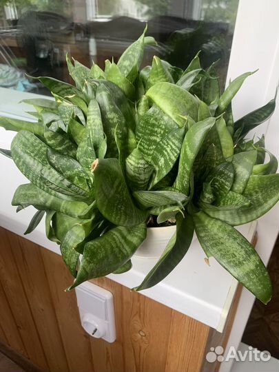 Сансевиерия ханни