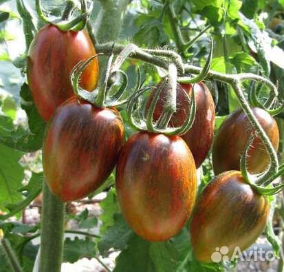 Рассада томатов. Коллекционные сорта