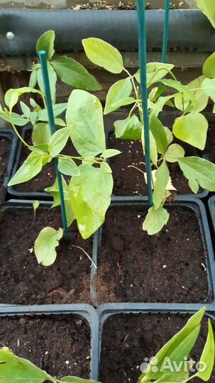 Клематис белое облако