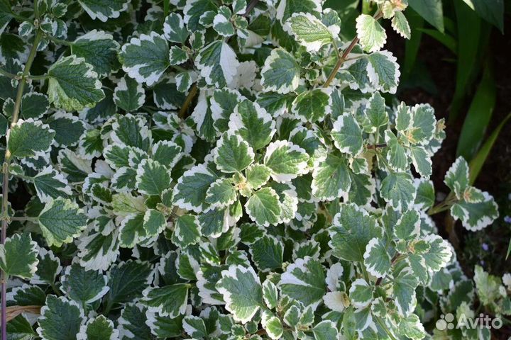 Плектрантусы