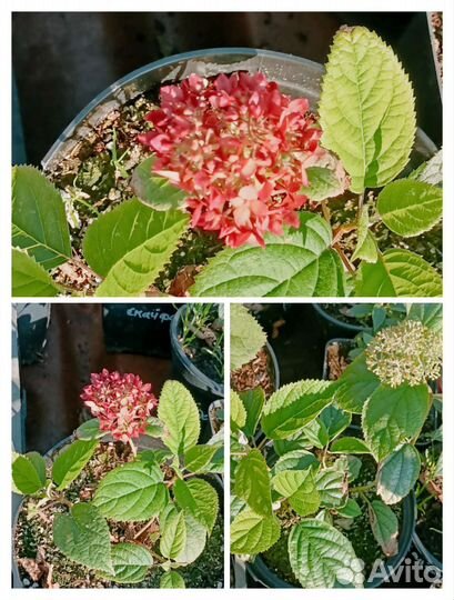 Гортензия метельчатая