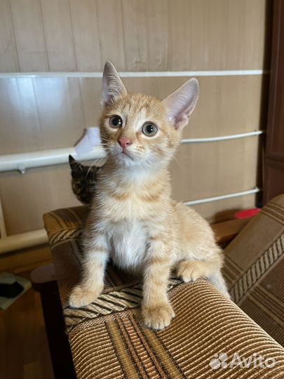 Рыжий котик