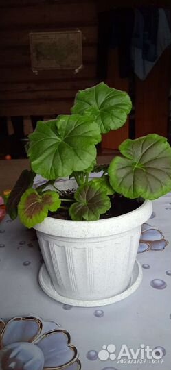 Комнатные цветы герань