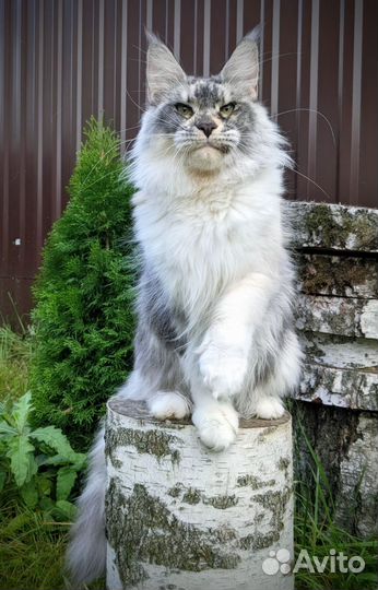 Кошка Мейн-кун