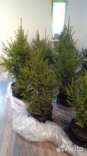 Саженцы Ель Пихта Сосна Кедр с доставкой
