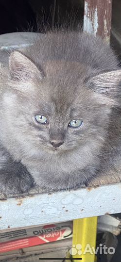 Котята бесплатно в добрые руки