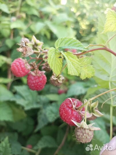 Ремонтантная малина