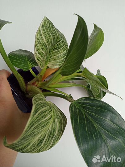 Филодендрон Биркин/вайт вейв