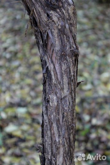 Принсепия китайская, семена