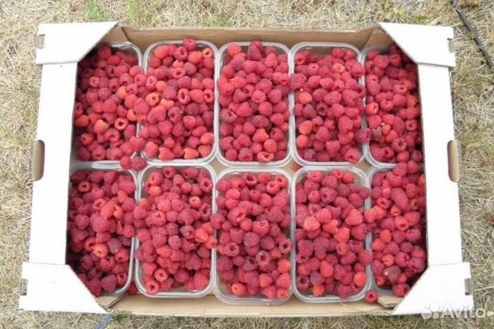 Малина домашняя