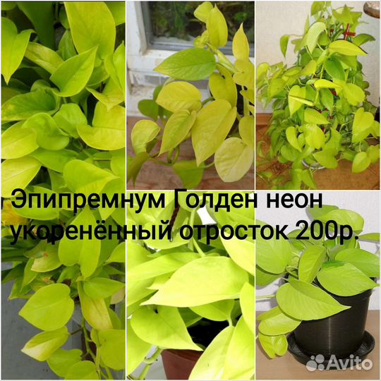 Комнатные цветы