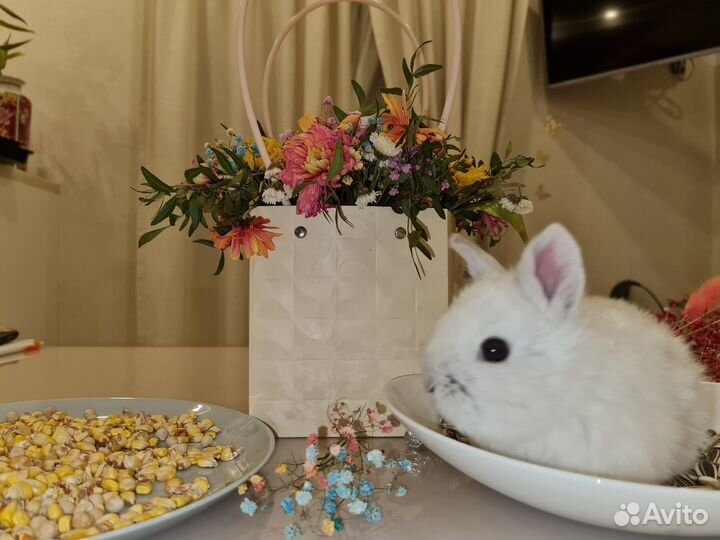 Декоративные кролики,доставка