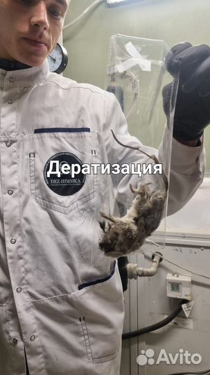 Дезинфекция от тараканов и клопов грызунов