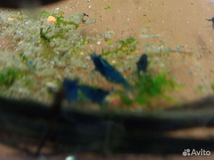 Креветка синяя блю дрим \ голубая мечта Blue Dream