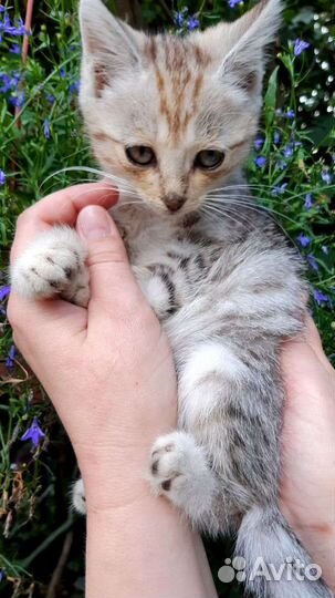 Котёнок девочка в дар