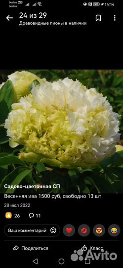Пион древовидный