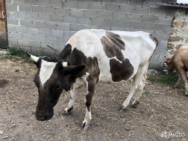 Коровы стельные