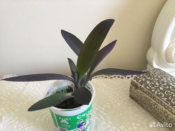 Традесканция Саткрезия пурпурная