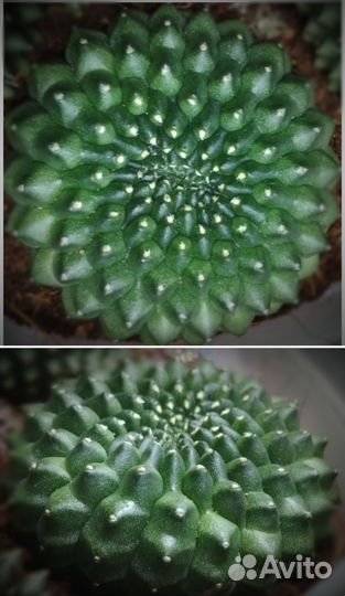 30 шт. Gymocalycium Cristata inermis