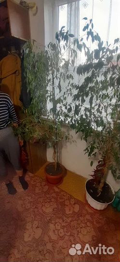 Фикус бенджамина большой