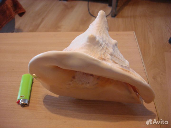 Большая морская ракушка