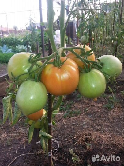 Рассада томатов,свежие огурцы, перец,баклажан