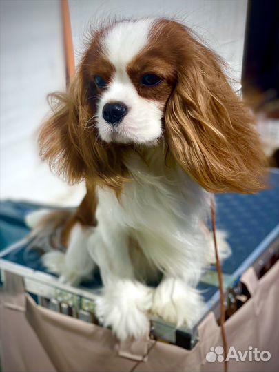Кавалер кинг чарльз спаниель вязка