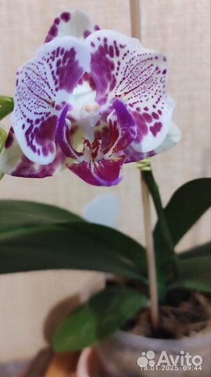 Орхидея фаленопсис Ox Madonna peloric