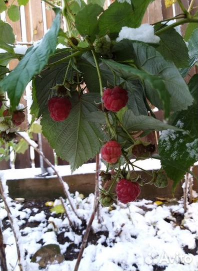 Ремонтантная клубника и малина, плодоносит до зимы