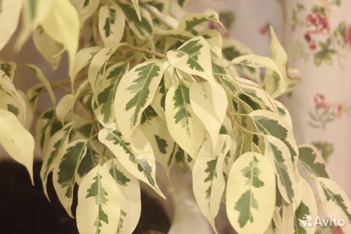 Фикус де Гантель