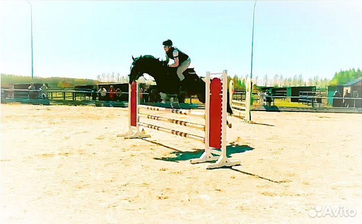 Лошадь,Ганноверский мерин, 2019г