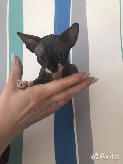 Канадский сфинкс