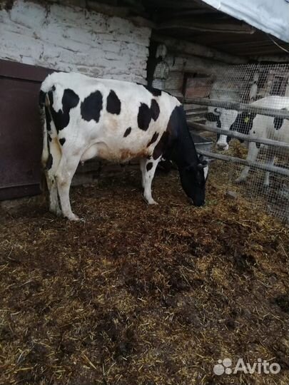 Продается молодая корова