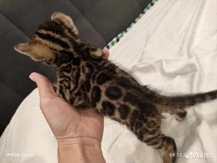 Бенгальская кошка котенок