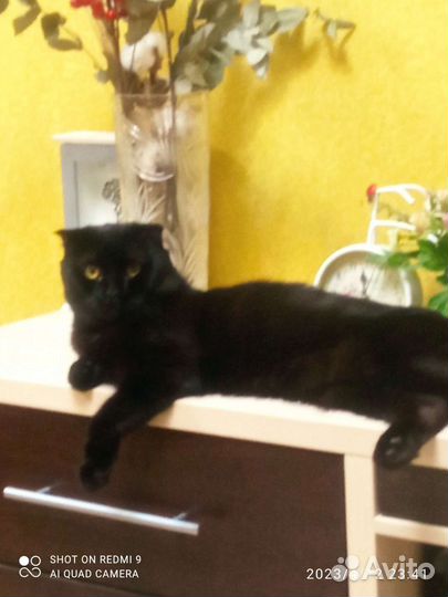 Британская