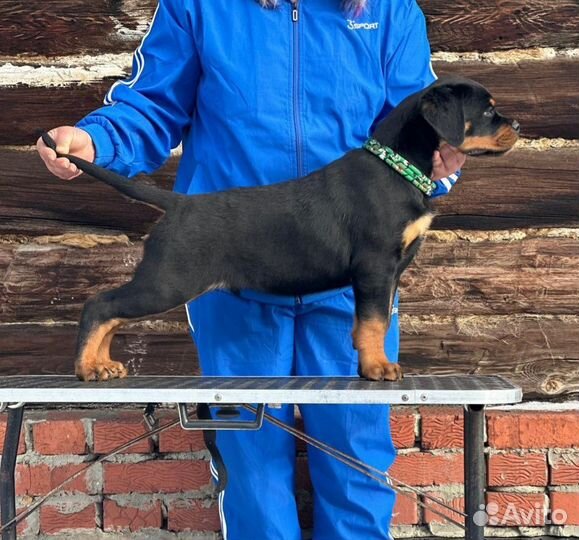 Щенок ротвейлера