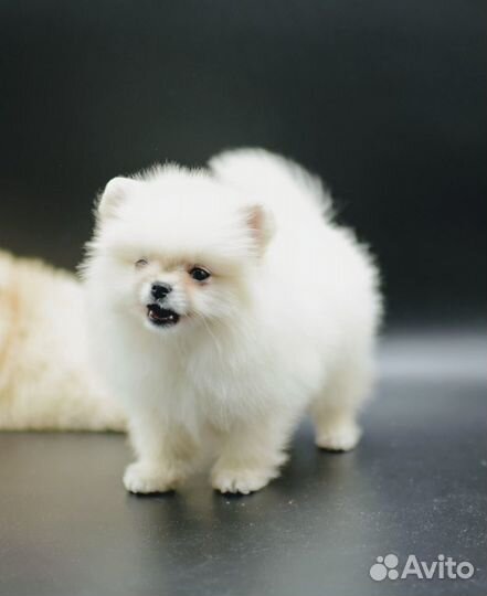 Мальчик померанский шпиц мишки