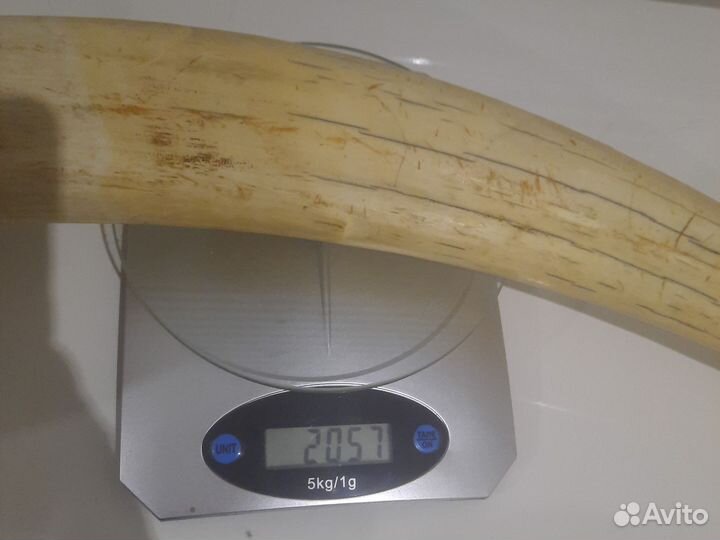 Бивень моржа(имитация)