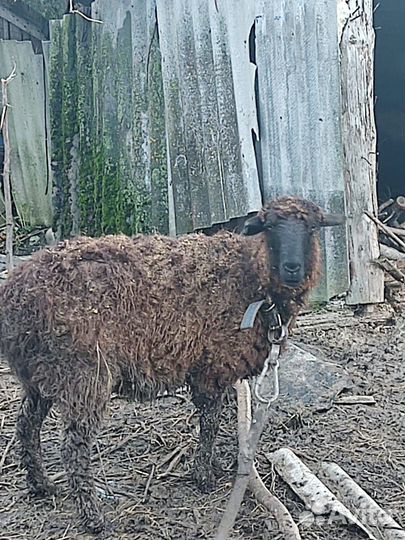 Чешский козёл и козочка, овцы