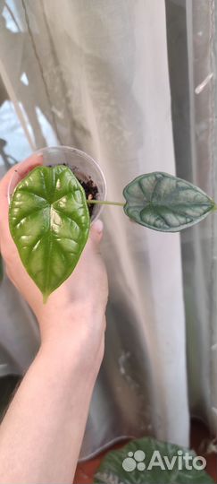 Алоказия шкура дракона