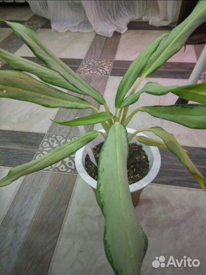 Комнатные растения цветы