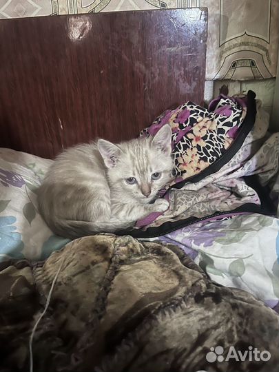 Тайские котята