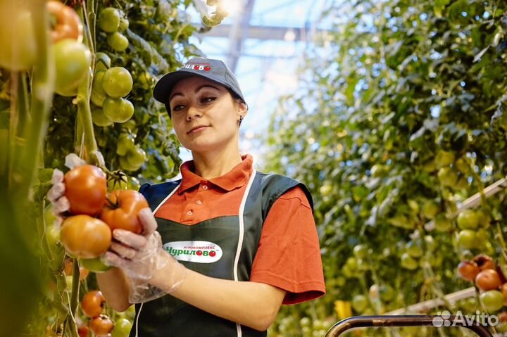 Сборщица(к) помидор / Вахта в Москве с проживанием