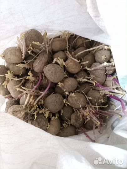 Семенной картофель