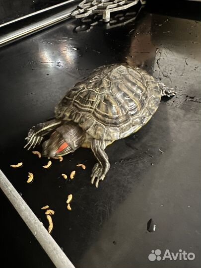 Красноухая черепаха