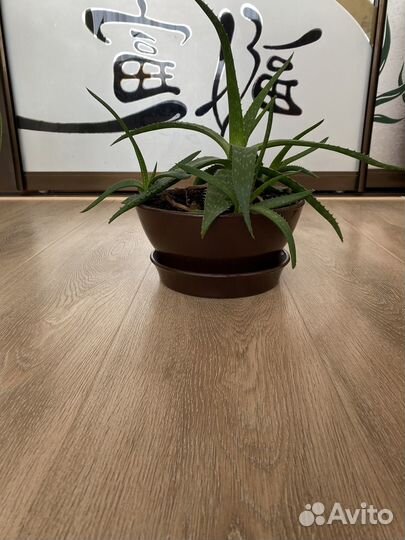 Комнатные цветы алоэ